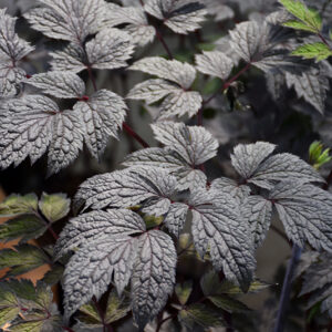 Chocoholic Bugbane foliage