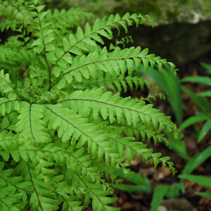 Northern Maidenhair Fern foliage
