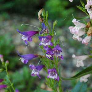 Rondo Mix Beard Tongue flowers