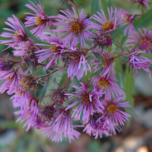 New England Aster flowers
