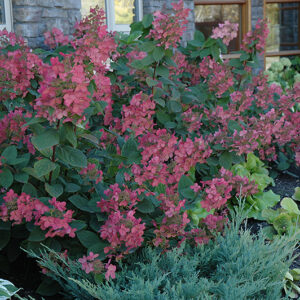 Pink Diamond Hydrangea in fall