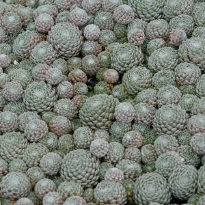 Cobweb Hens And Chicks