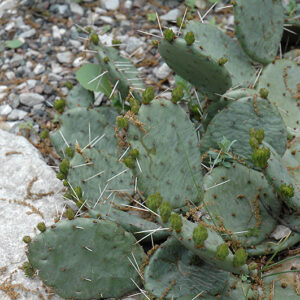Eastern Prickly Pear Cactus