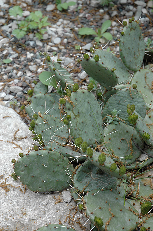 Eastern Prickly Pear Cactus