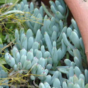 Blue Chalk Sticks Senecio foliage