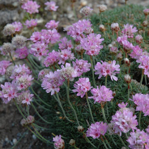 Juniper-Leaved Sea Thrift flowers