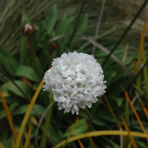 False Sea Thrift flowers