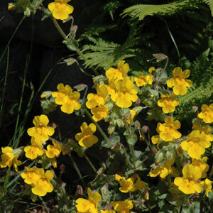 Yellow Monkey Flower flowers