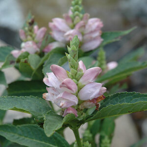 Turtlehead flowers