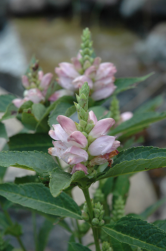 Turtlehead flowers