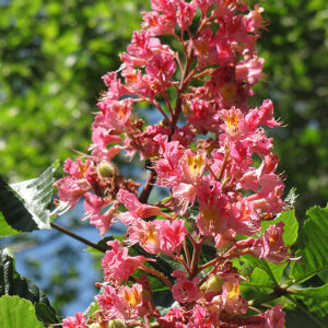 Red Horse Chestnut flowers