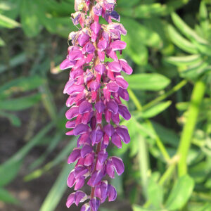 Common Lupine flowers