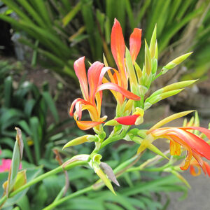 Falling Stars flowers