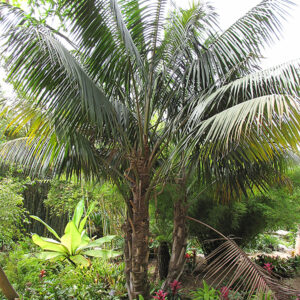 Kentia Palm