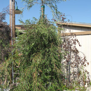 Dwarf Willow Myrtle (standard)