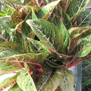 Pink Sapphire Chinese Evergreen foliage