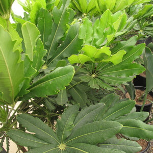 False Aralia foliage