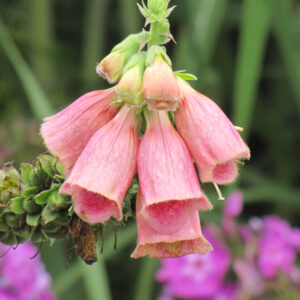 Strawberry Foxglove flowers