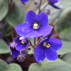 Hybrid Blue African Violet flowers