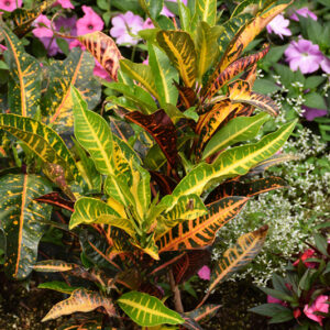 Variegated Croton