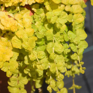 Goldilocks Creeping Jenny foliage