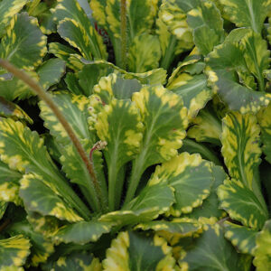 Golden London Pride foliage