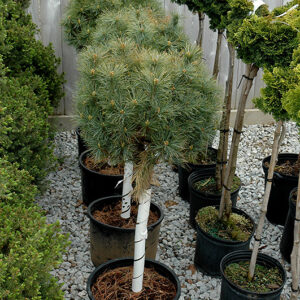 Sea Urchin White Pine (tree form)