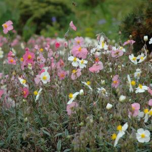 Common Rock Rose in bloom