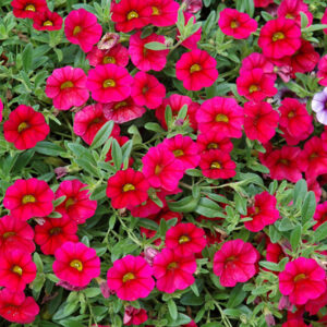 MiniFamous® Neo Cherry Red Calibrachoa flowers