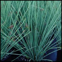 Blue Rush