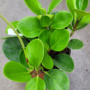 Baby Rubber Plant foliage