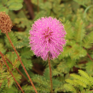 Sensitive Plant flowers