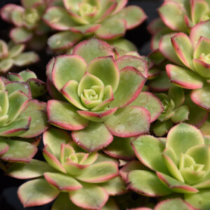Kiwi Aeonium foliage