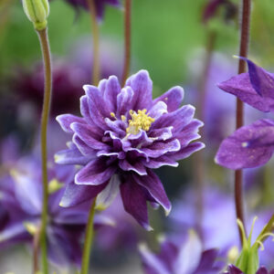 Christa Barlow Columbine flowers