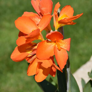 Orange Punch Canna flowers