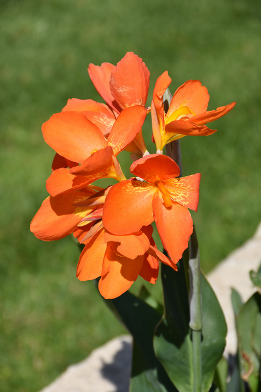 Orange Punch Canna flowers