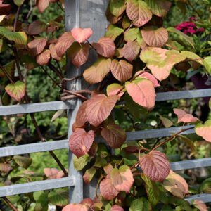 Variegated Hardy Kiwi Vine foliage