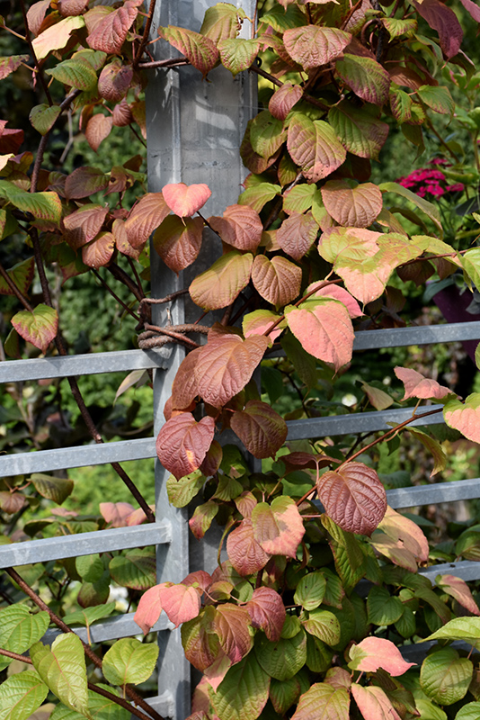 Variegated Hardy Kiwi Vine foliage