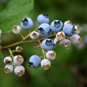 Highbush Blueberry fruit