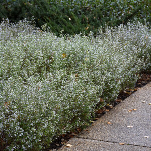 Dwarf Calamint in bloom