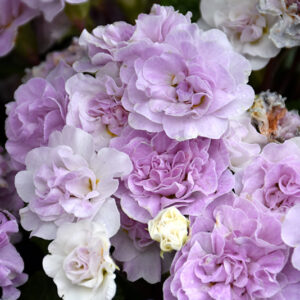 BELARINA® PINK ICE Primrose flowers