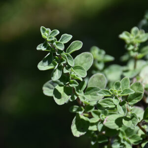 Sweet Marjoram foliage