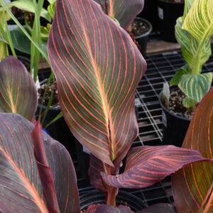 African Sunset Canna foliage