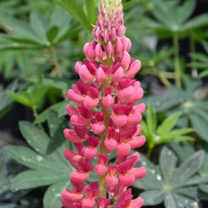 Popsicle Pink Lupine flowers