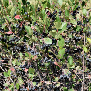 Black Chokeberry fruit
