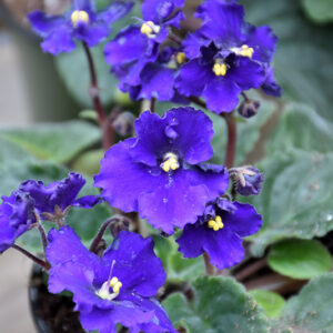 Blue African Violet flowers