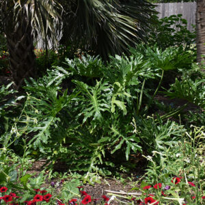 Hope Philodendron