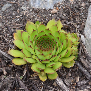 Sunset Hens And Chicks