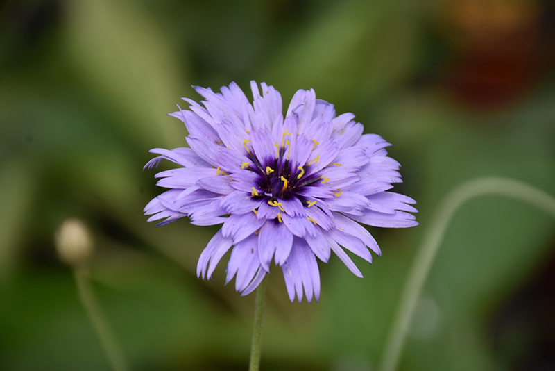 Cupid's Dart flowers