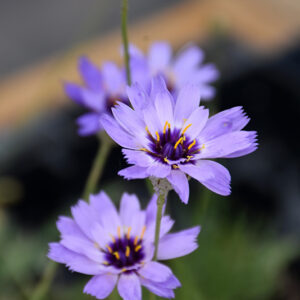 Cupid's Dart flowers